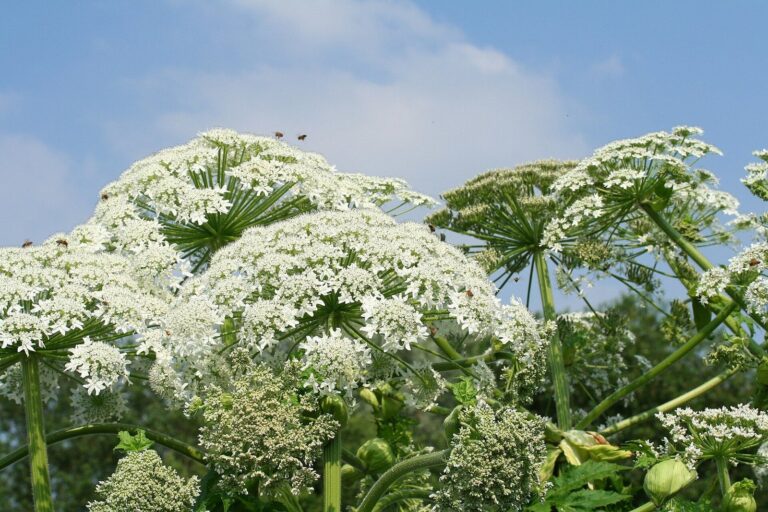 Planta de perejil gigante (Heracleum mantegazzianum) de gran tamaño con umbelas blancas
