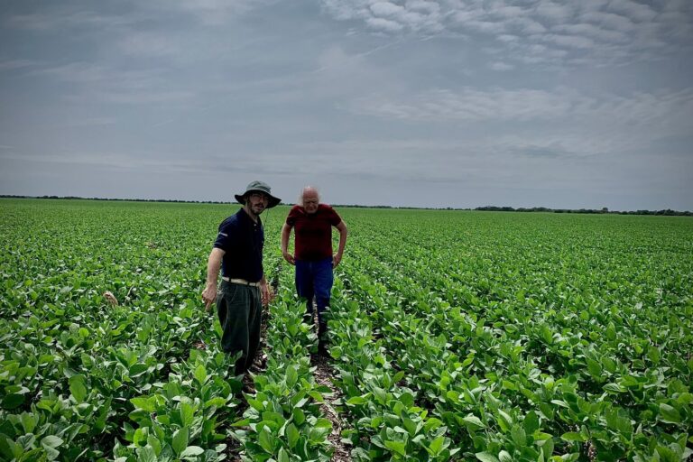 Campo de soja en Argentina