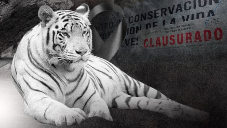 Tigre de Bengala Kenzo durante operativo de búsqueda en Tepetlaoxtoc