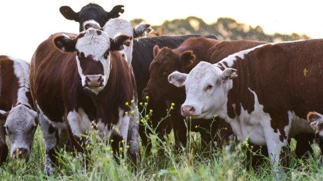 Vacas en un campo afectadas por garrapata bovina