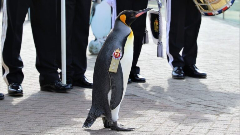 Sir Nils Olav III, pingüino rey del zoológico de Edimburgo, condecorado como general de división de la Guardia Real de Noruega
