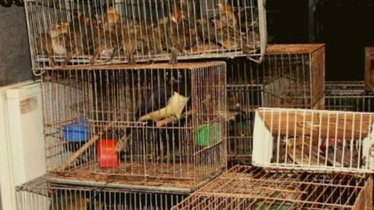 Aves silvestres en jaulas durante un operativo de tráfico ilegal de fauna
