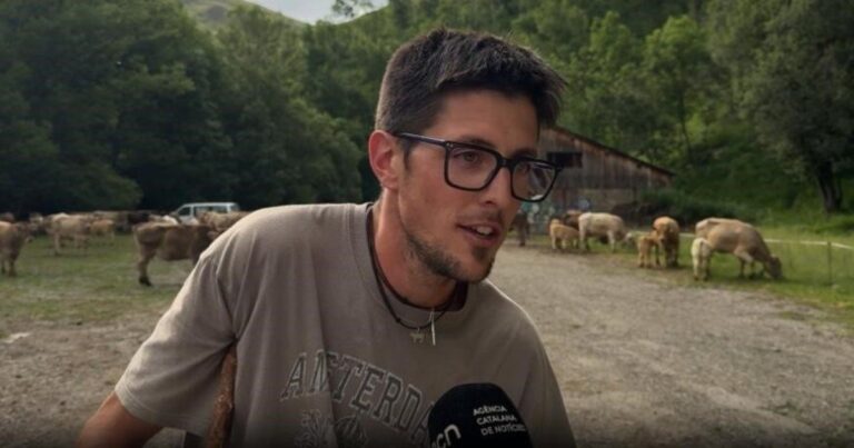Vacas pastando en la montaña de Llessui, Pirineos