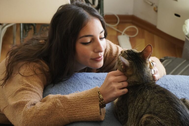 Gato doméstico interactuando con su dueño