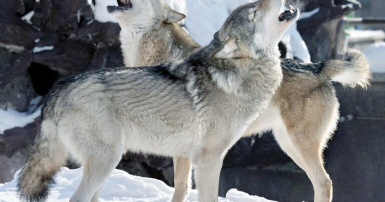 Lobo en un entorno nevado