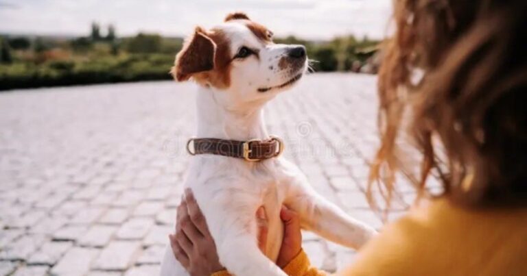 Perro doméstico observando imágenes de rostros humanos en un escáner cerebral