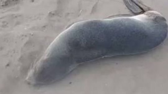 Lobo marino subantártico en la Playa Bristol de Mar del Plata