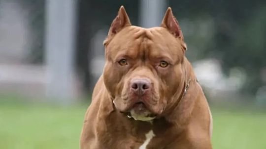 Perro de raza pitbull en un patio