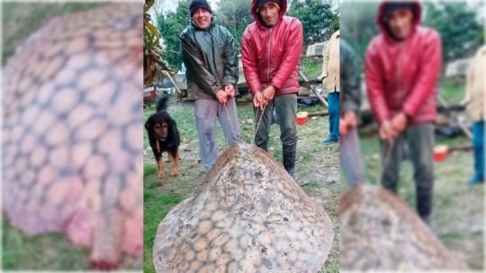 Raya de gran tamaño capturada en el río Paraná