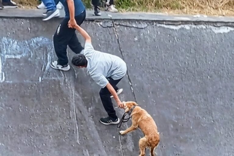 Vecinos forman cadena humana para rescatar a un perro en un canal en Bogotá