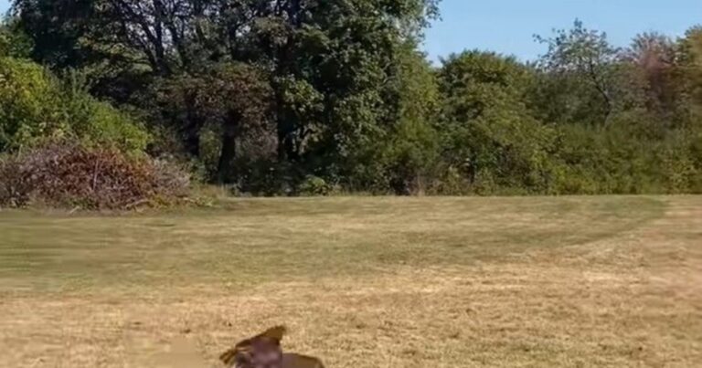 Águila calva juvenil siendo liberada en un área natural protegida de Maine