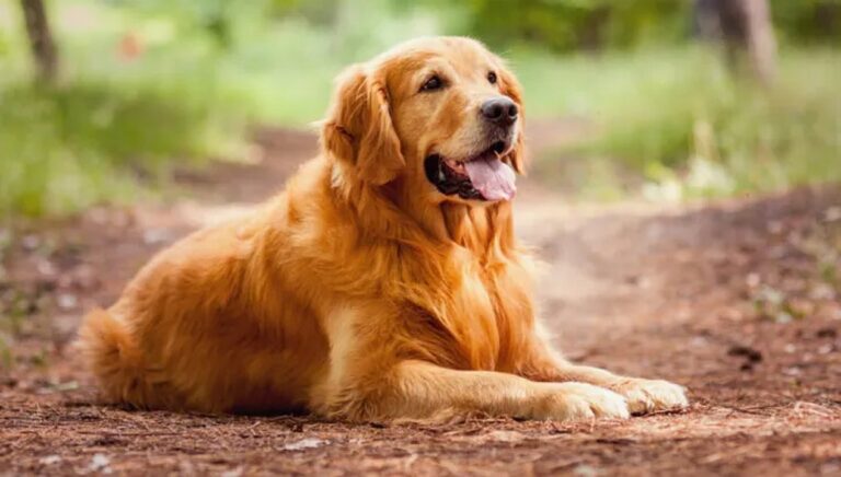Perro siendo vacunado por un veterinario