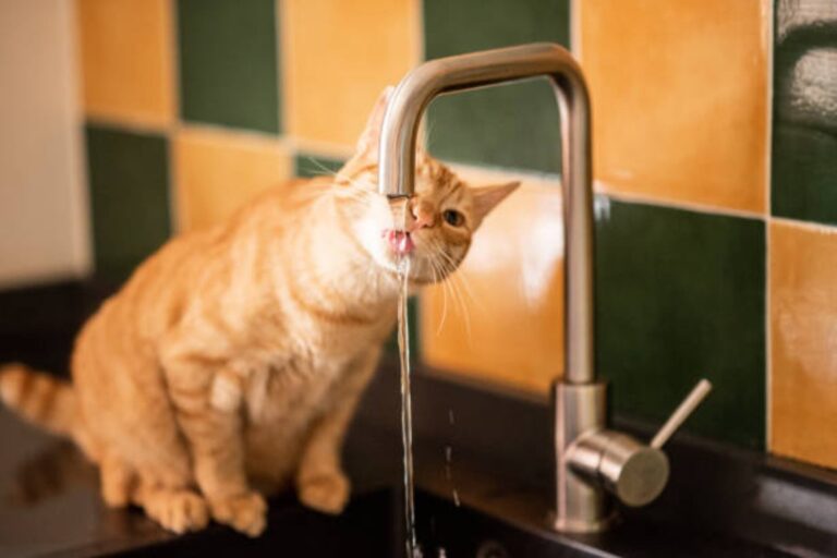 Gato doméstico bebiendo agua de un bebedero limpio