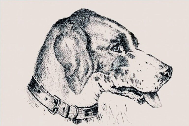 Dibujo de un perro que esconde el rostro de un hombre con sombrero, desafío visual de 140 años