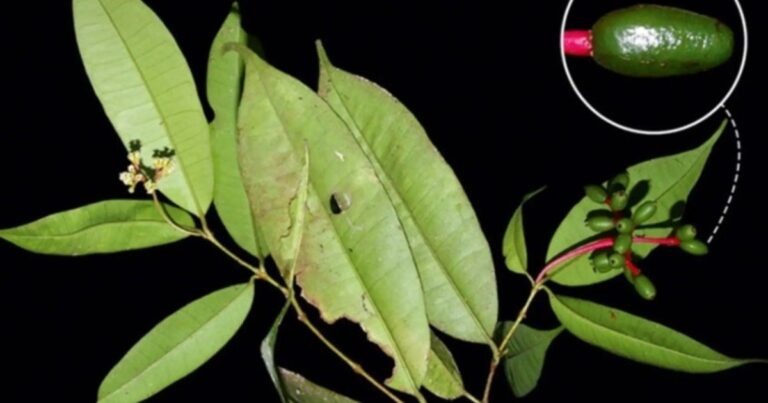 Planta Neea myrciifolia en la selva central de Perú