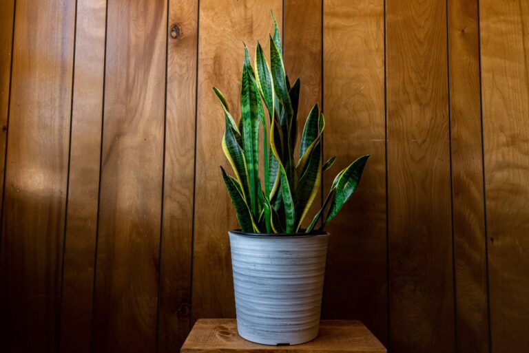 Planta de lengua de suegra o sansevieria en una maceta