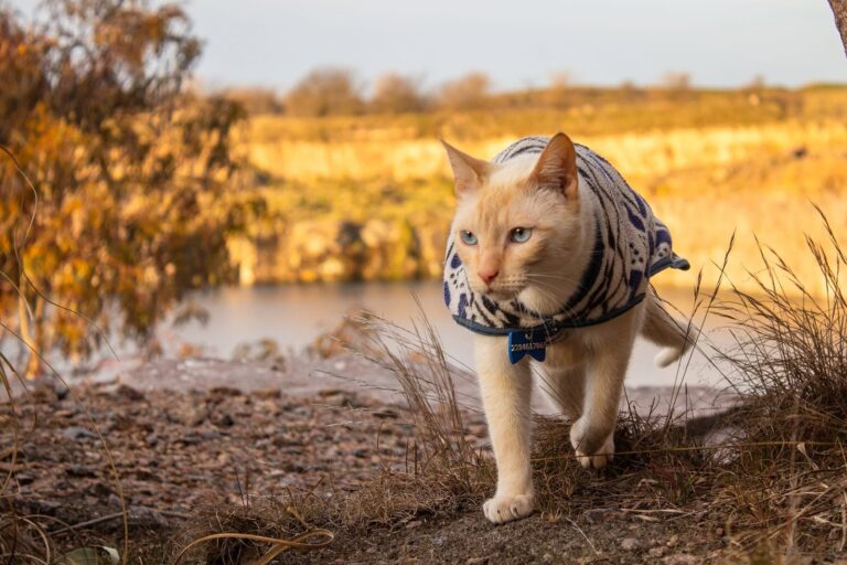 Gato Orión junto a Sebastián en un viaje en bicicleta