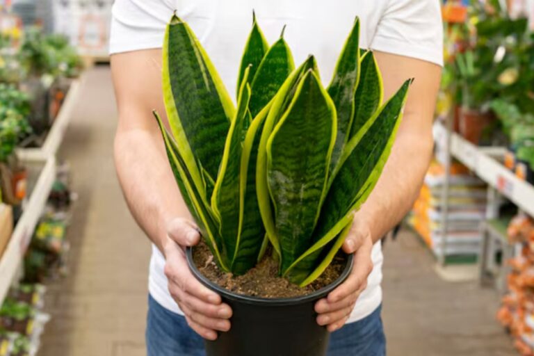 Planta de lengua de suegra (Sansevieria) en una maceta con tierra y sal gruesa en la superficie