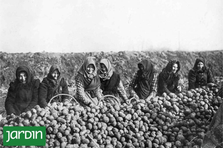 Papas frescas en un mercado