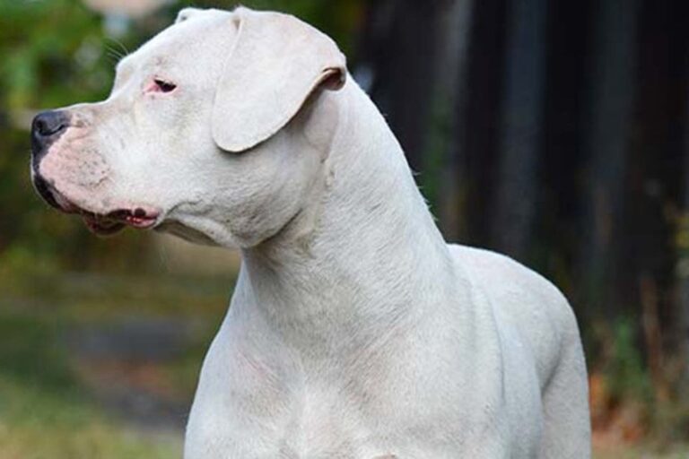 Perros dogos (imagen de referencia)