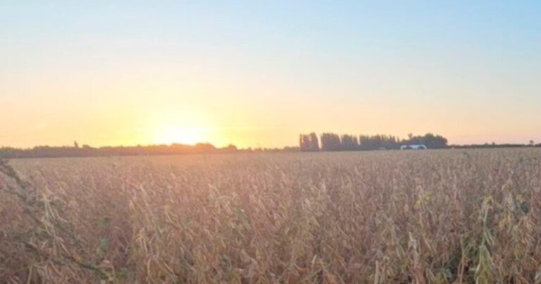 Campo de soja en Argentina