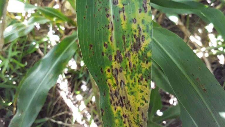 Cultivo de sorgo afectado por roya