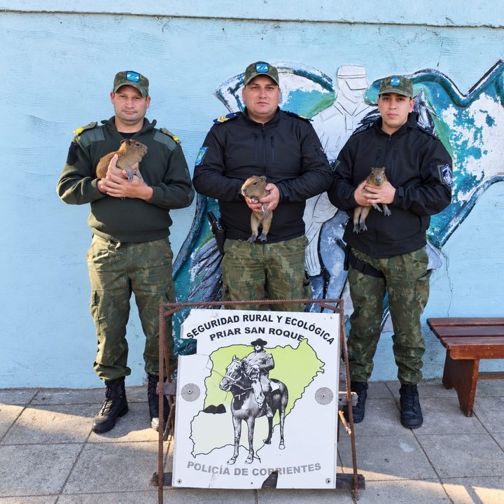 Carpinchos bebés rescatados en San Roque