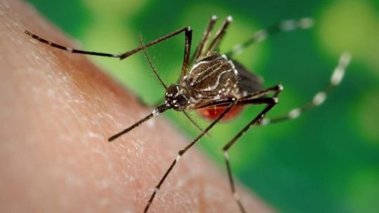 Mosquito Aedes aegypti, vector de transmisión del dengue, zika y chikungunya
