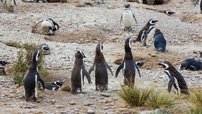 Pingüinos de Magallanes en un recinto del Bioparque Bubalcó, en Río Negro