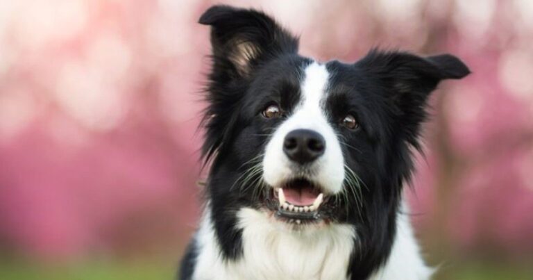 Perro border collie de pelaje negro y blanco en un campo