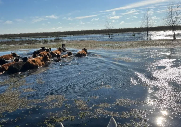Campos inundados en el Litoral argentino por las crecidas de los ríos Uruguay y Paraná